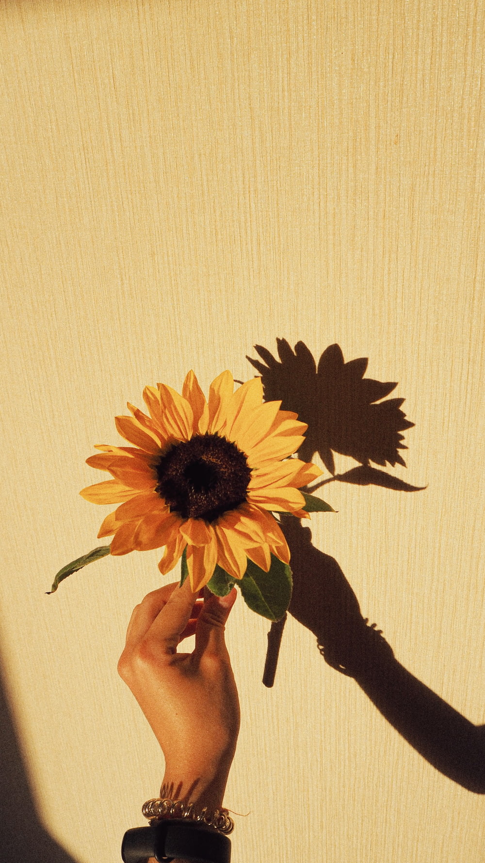 person holding sunflower in front of white wall