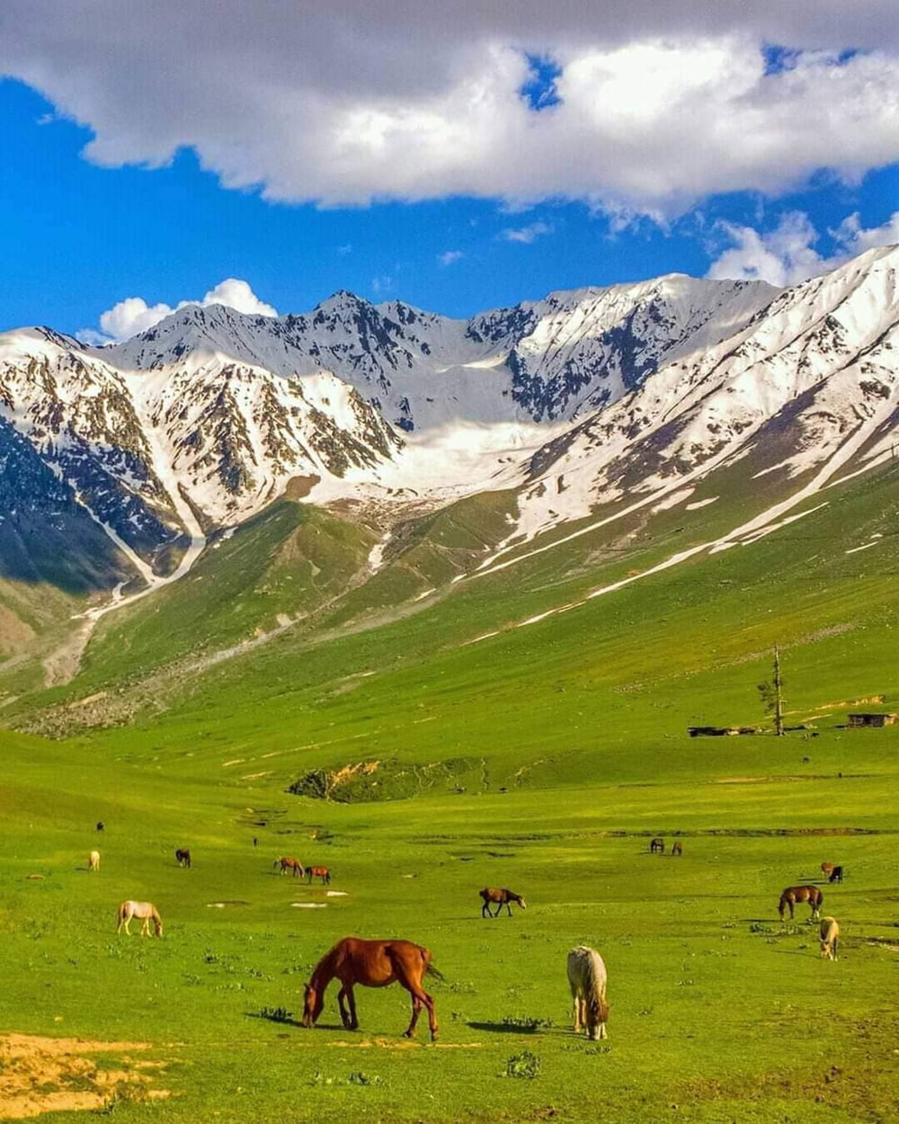 herd of sheep on green grass field near snow covered mountains during daytime