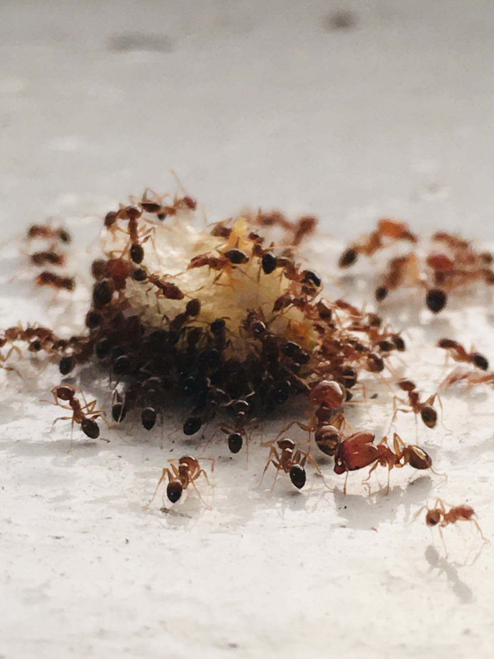 Hormiga marrón y negra sobre superficie blanca