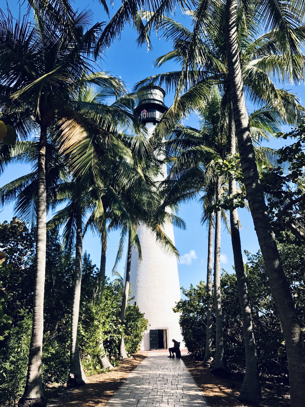 white concrete tower between palm trees