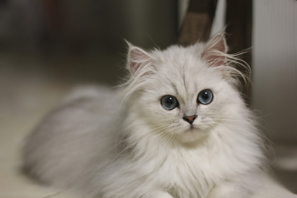 Chat persan blanc dans une lentille à bascule et décentrement