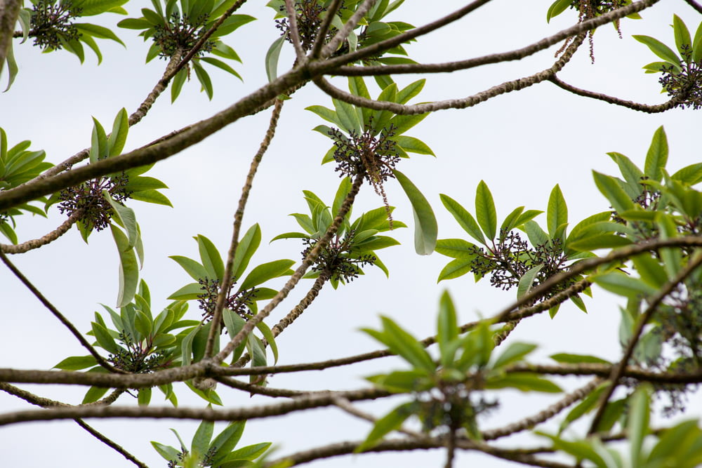 folhas verdes no galho marrom da árvore durante o dia
