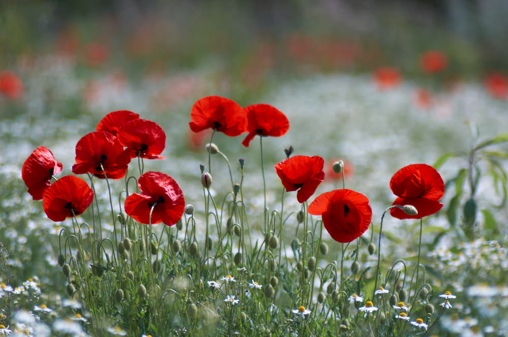 red flowers on green grass field