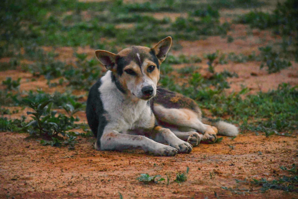 낮 동안 갈색 땅에 누워있는 갈색 흰색과 검은 색 짧은 코팅 개