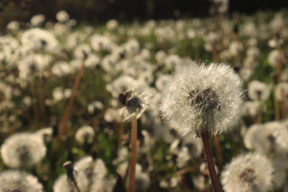 white dandelion in close up photography