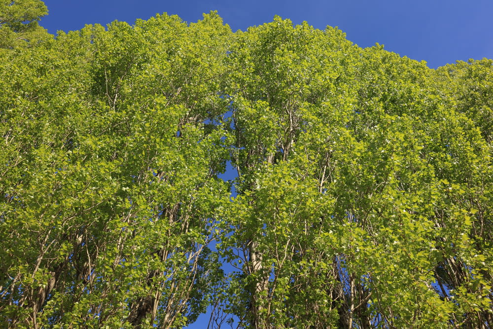 green leaved trees under blue sky during daytime