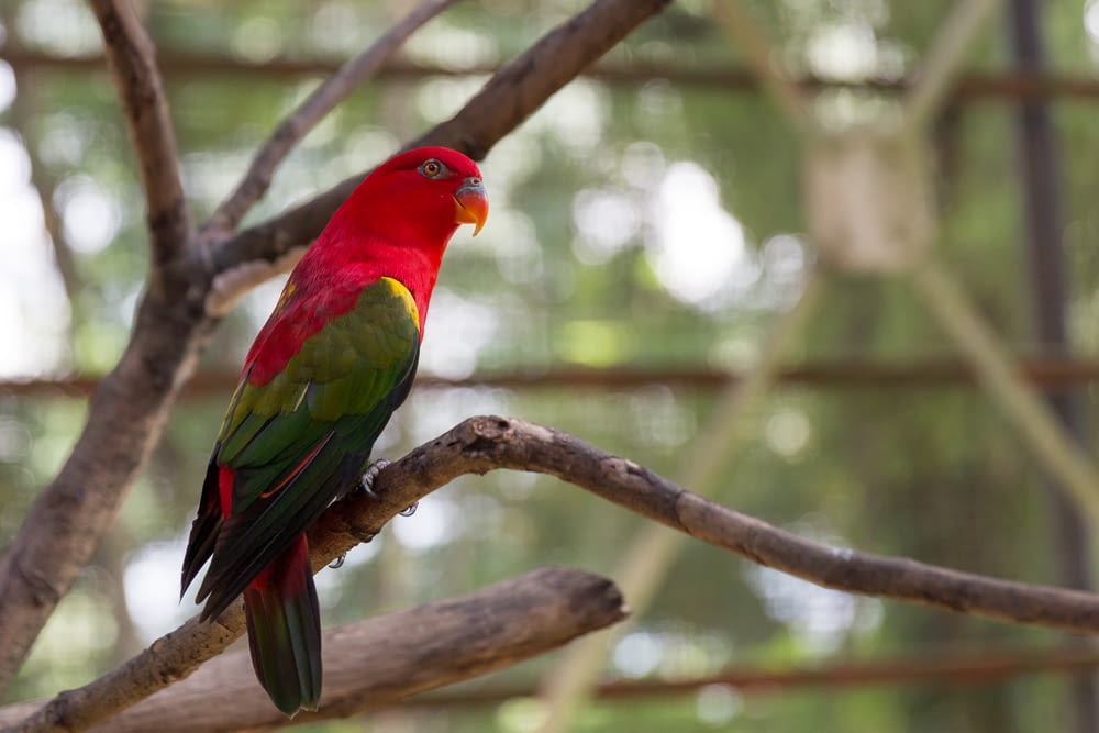 red green and yellow bird on brown tree branch during daytime
