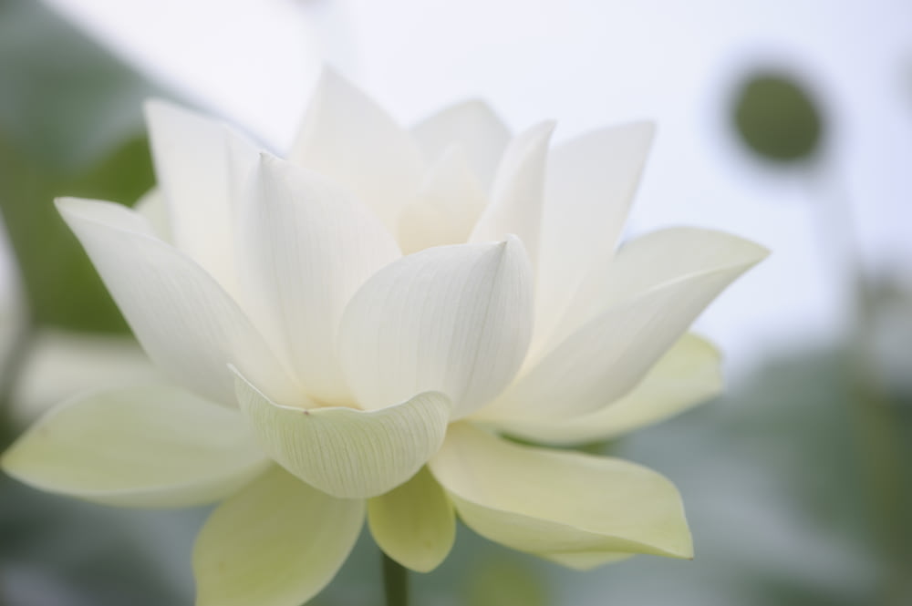 昼間に咲く白い蓮の花