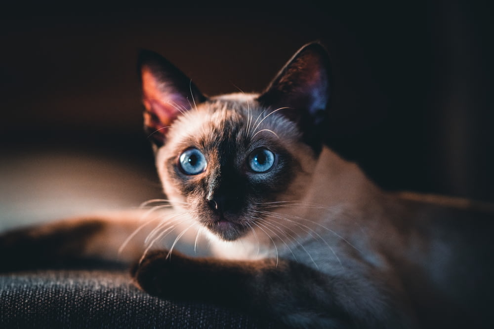 gatto marrone e nero con gli occhi azzurri