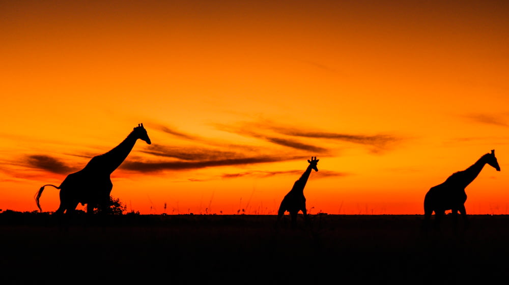 silhouette di 2 persone in piedi sul campo di erba durante il tramonto