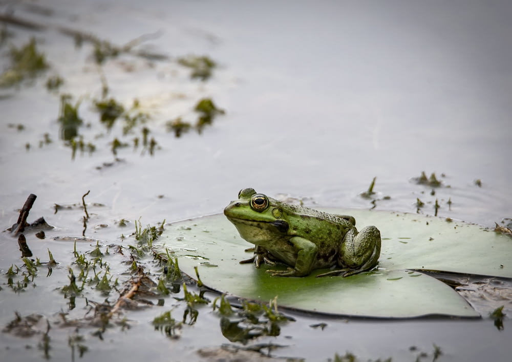 Grüner Frosch tagsüber auf dem Wasser