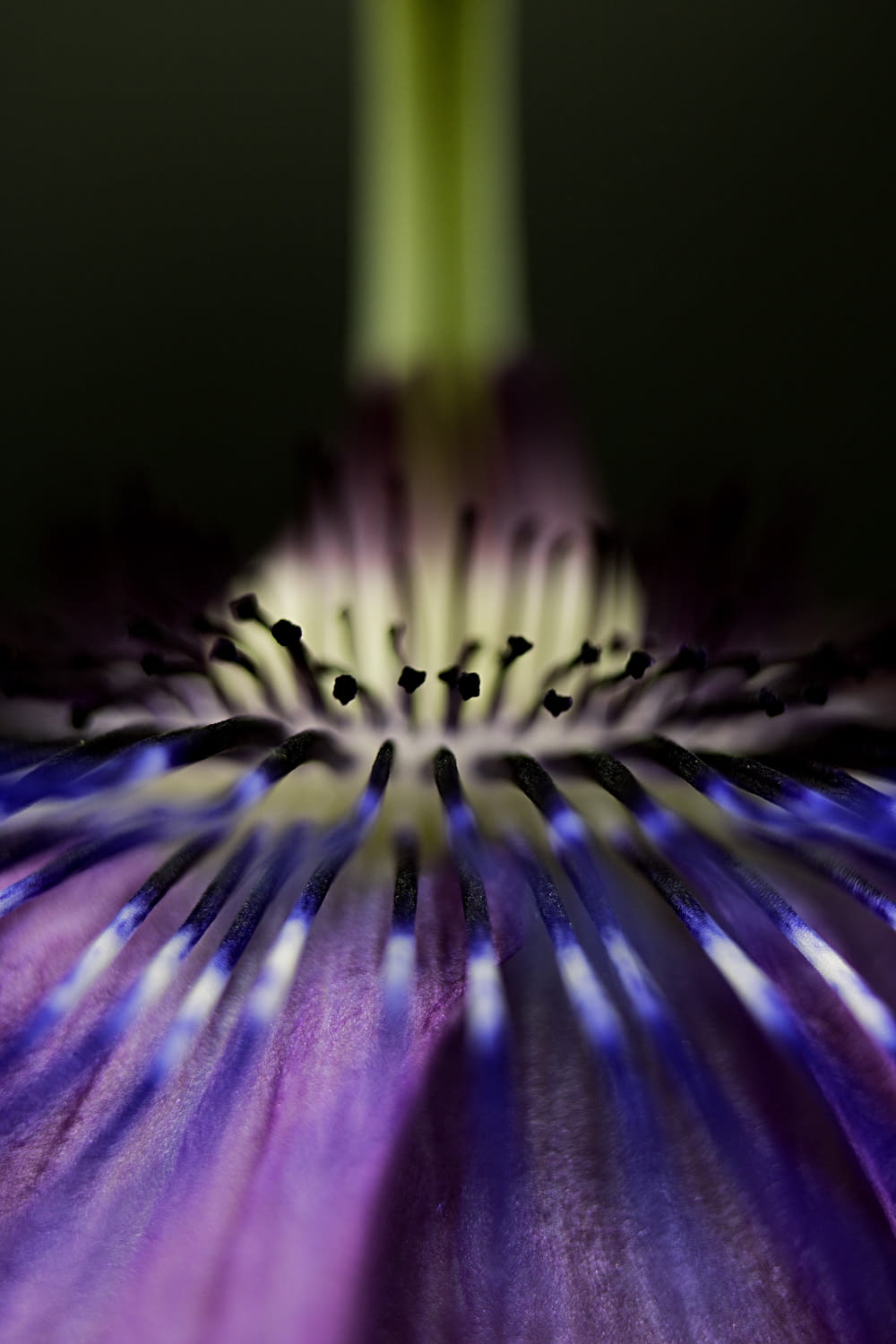 purple and white flower in close up photography