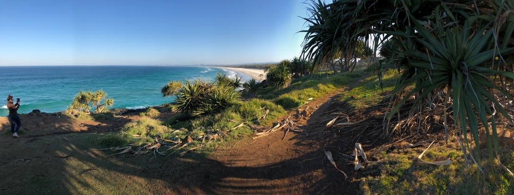 palmeira verde na areia marrom perto do mar azul sob o céu azul durante o dia