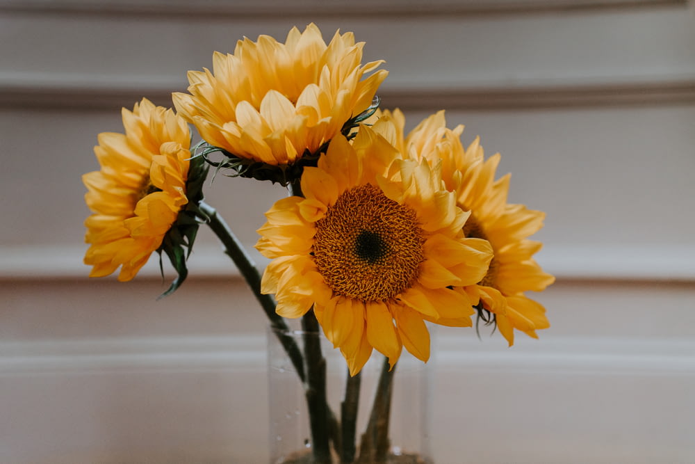 yellow sunflower in clear glass vase