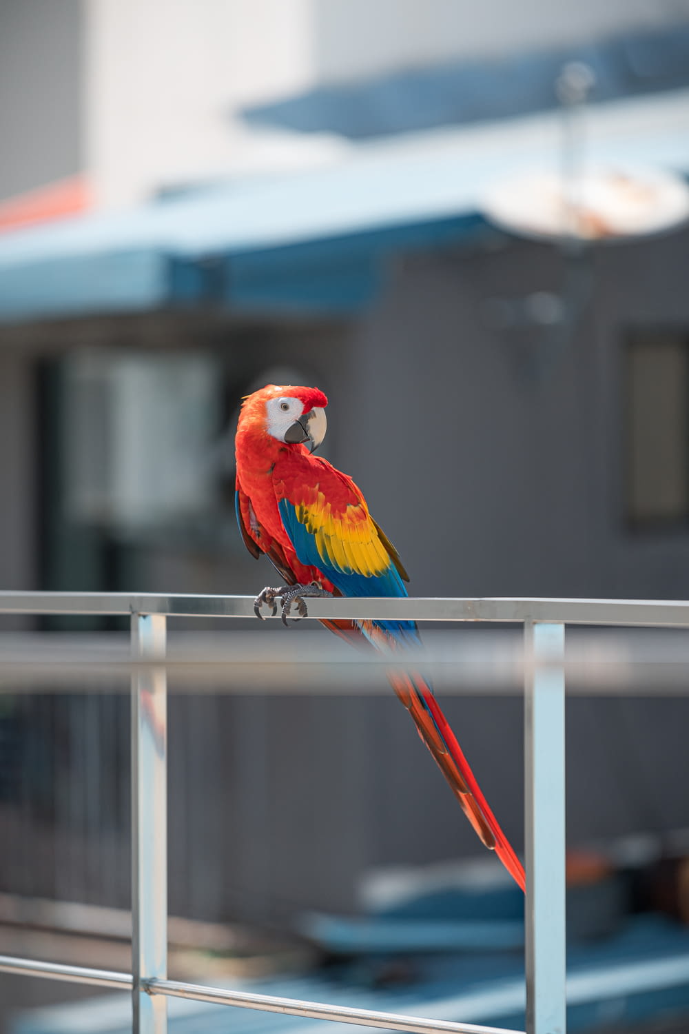red yellow and blue parrot on white metal bar