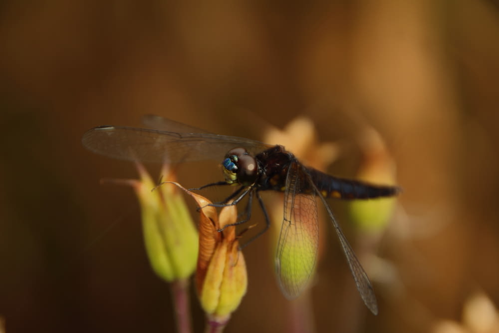 black and yellow dragonfly perched on yellow flower in close up photography during daytime