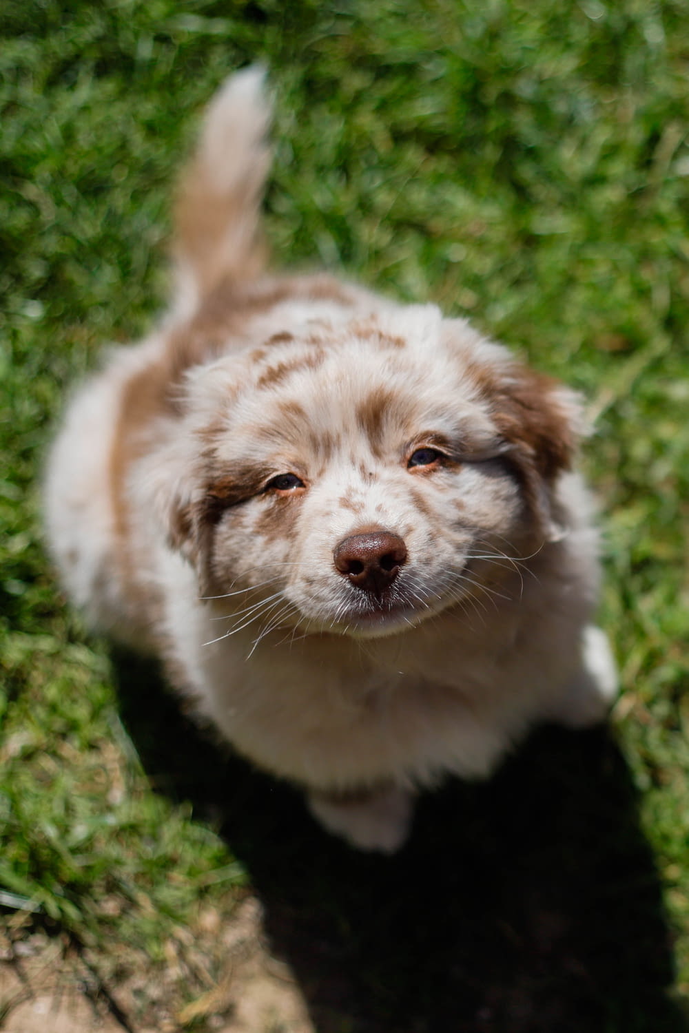 cão pequeno branco e marrom de pelagem longa na grama verde durante o dia