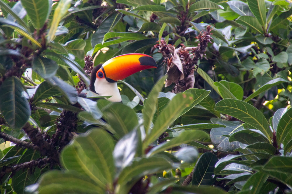 black yellow and red bird on tree branch