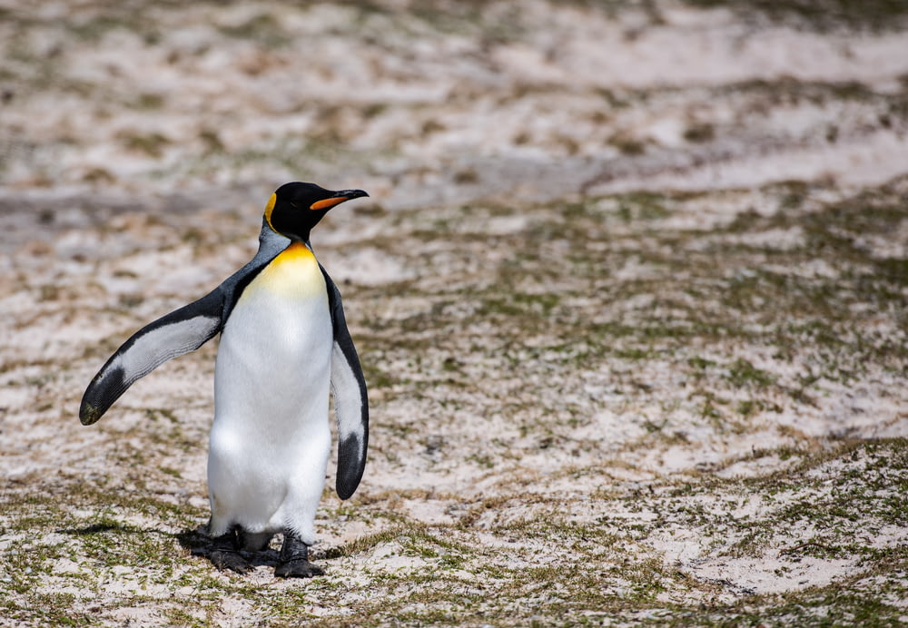 penguin standing on brown sand during daytime
