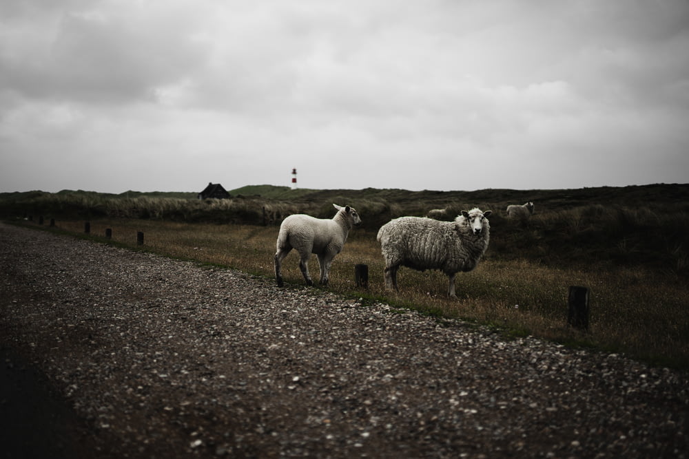 gregge di pecore sul campo di erba verde sotto il cielo nuvoloso bianco durante il giorno