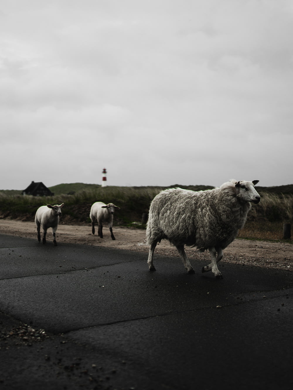 gregge di pecore sulla strada asfaltata grigia sotto il cielo nuvoloso bianco durante il giorno
