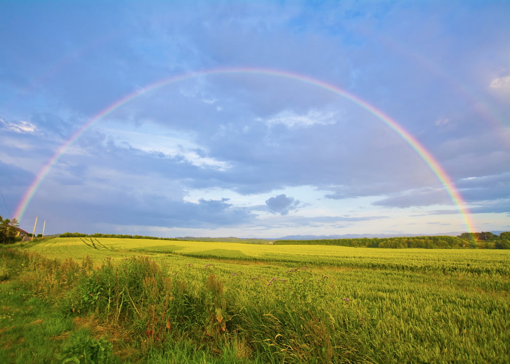 campo di erba verde sotto nuvole bianche e arcobaleno