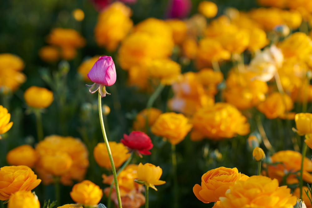 pink and yellow flowers in tilt shift lens