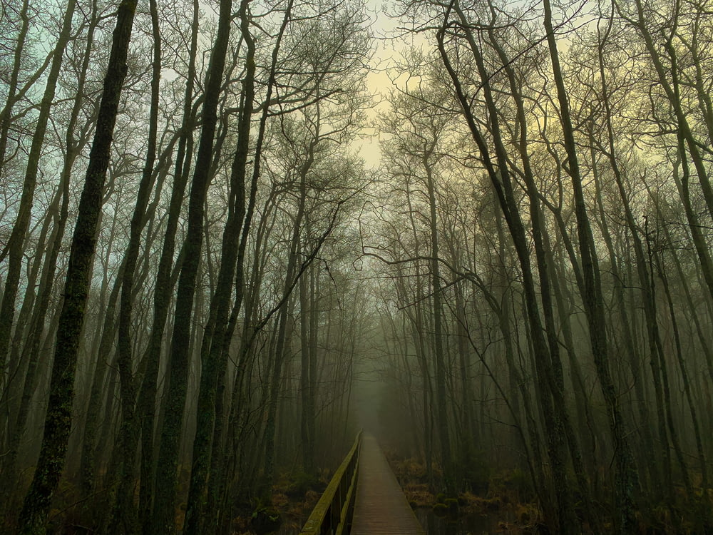 sentiero in legno marrone tra gli alberi