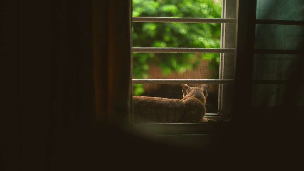 gato atigrado naranja en la ventana