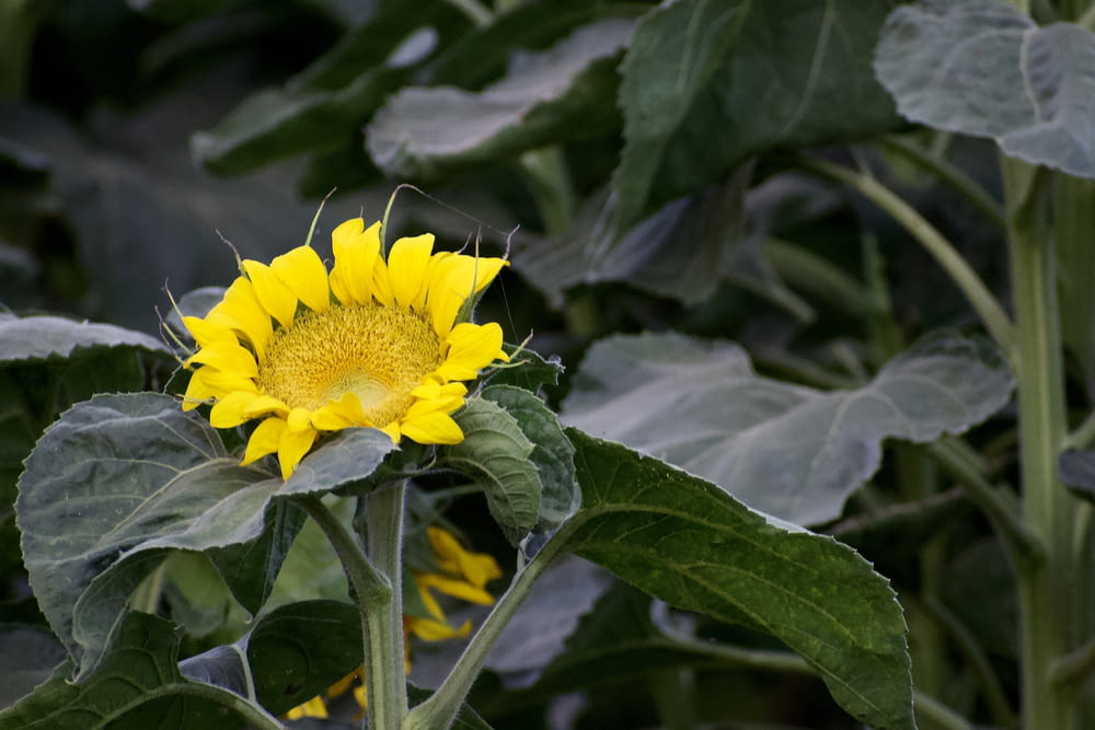 yellow flower in green leaves