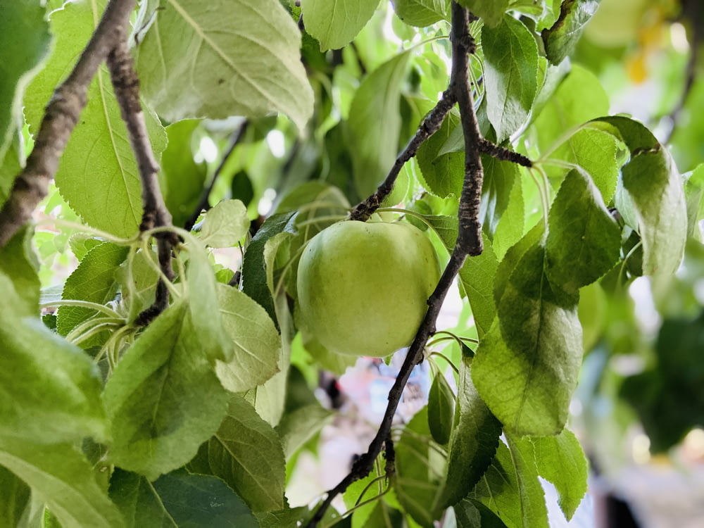 green apple fruit on tree branch during daytime