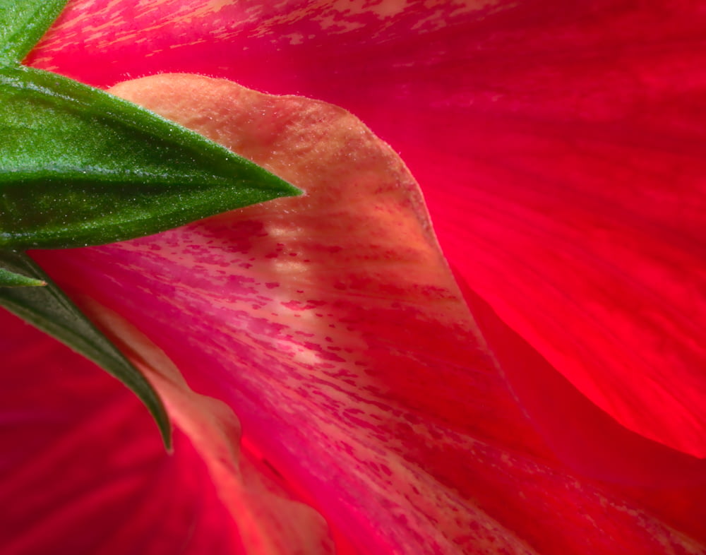 red flower in macro photography