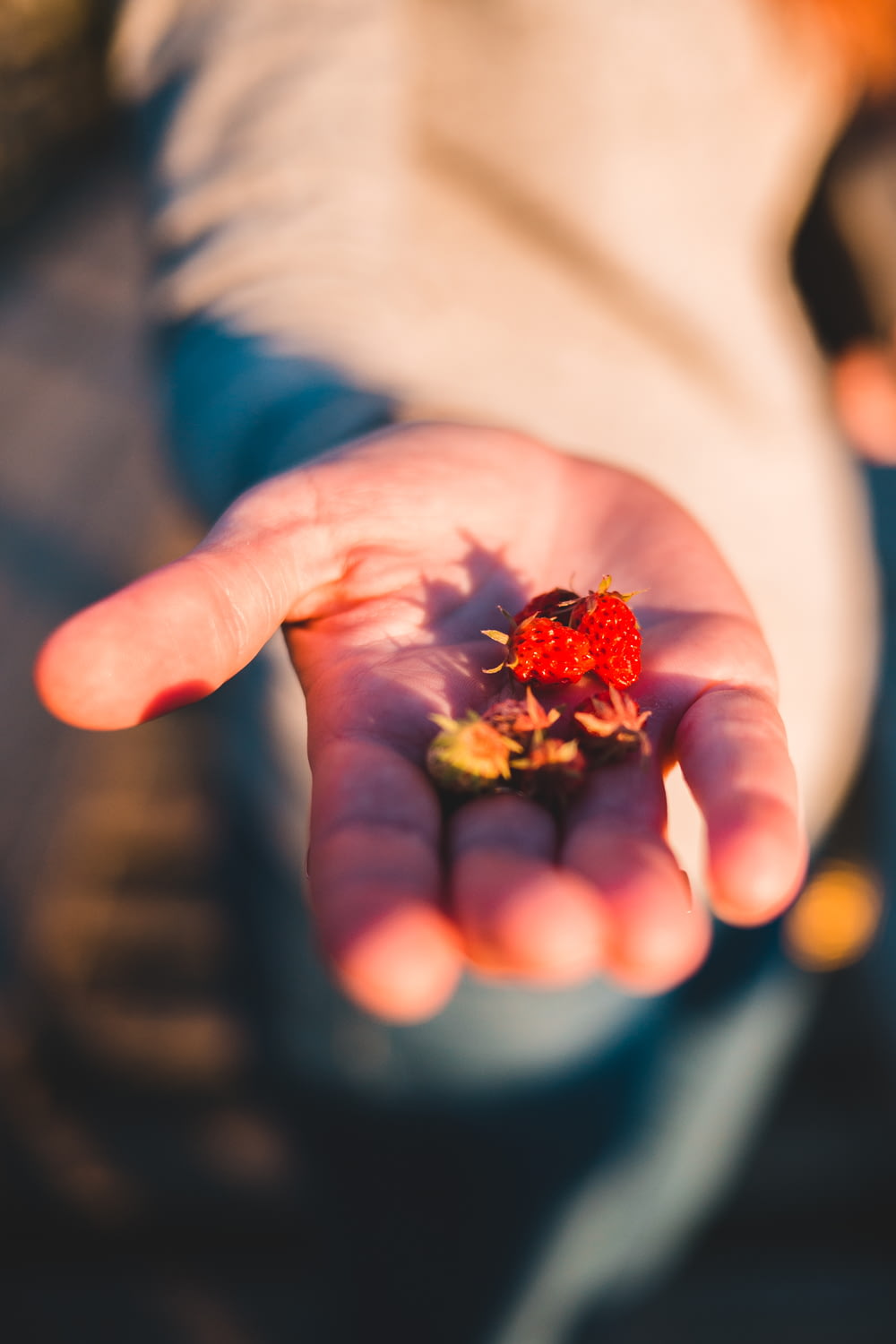red and yellow flower on persons hand