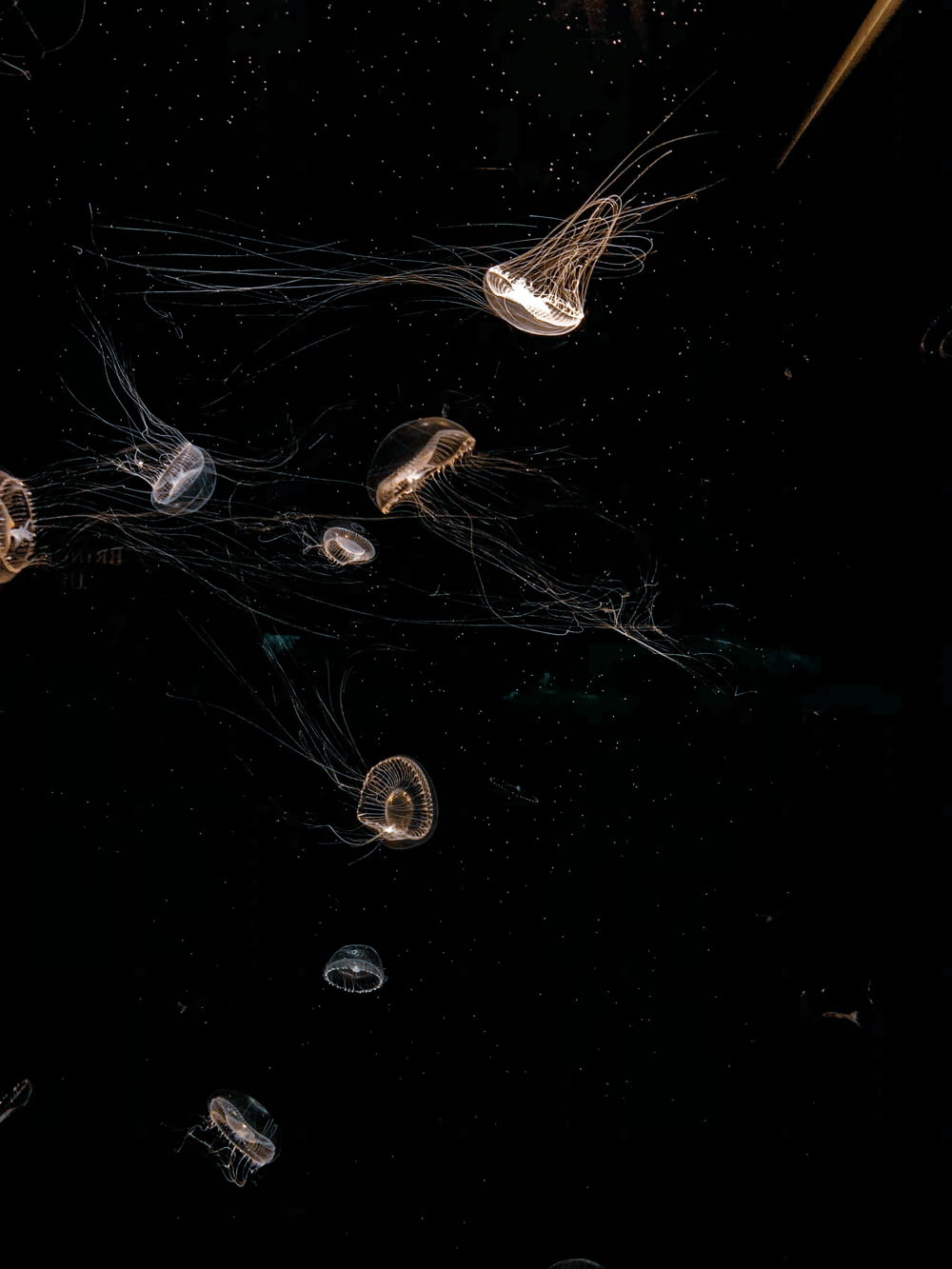 a group of jellyfish floating in the water