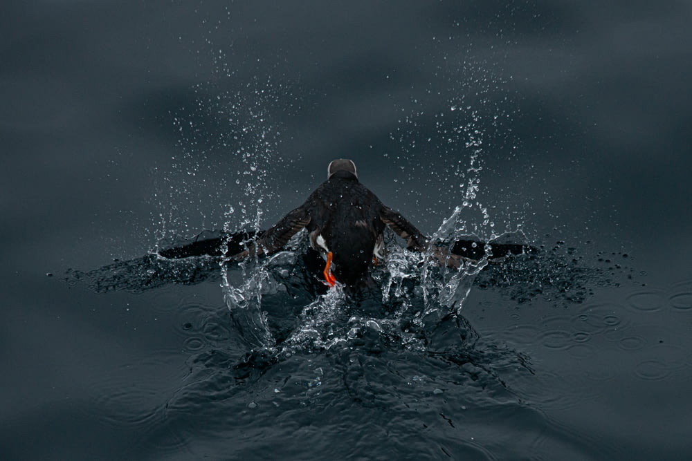 black labrador retriever in water