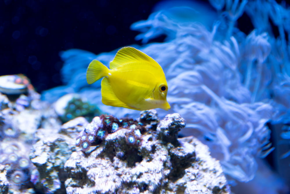 yellow fish in fish tank