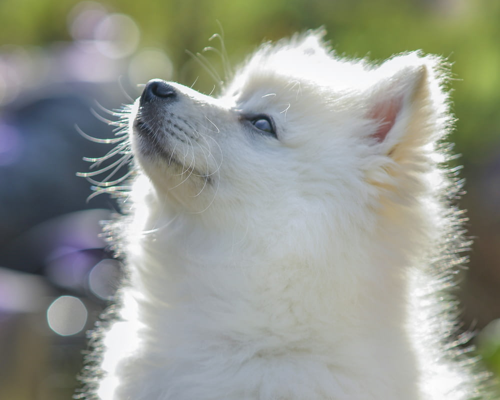 클로즈업 사진의 흰색 포메라니안 강아지