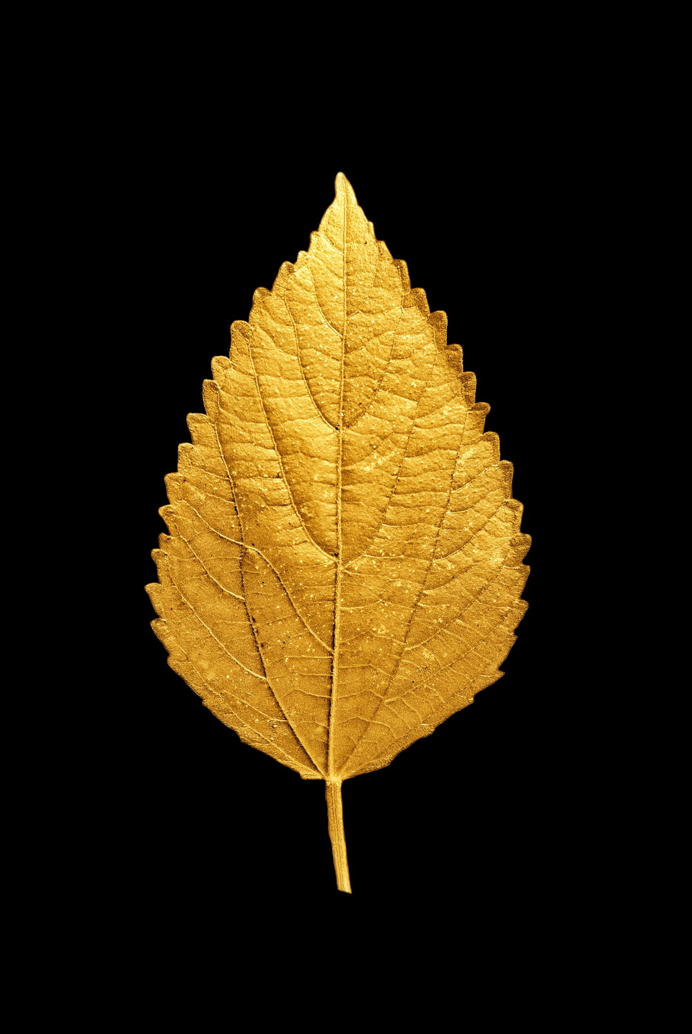 yellow and brown leaf illustration