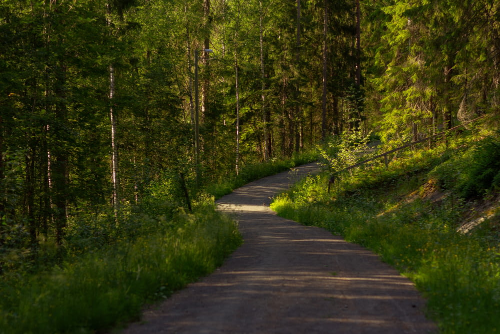 Camino de hormigón gris entre la hierba verde y los árboles durante el día