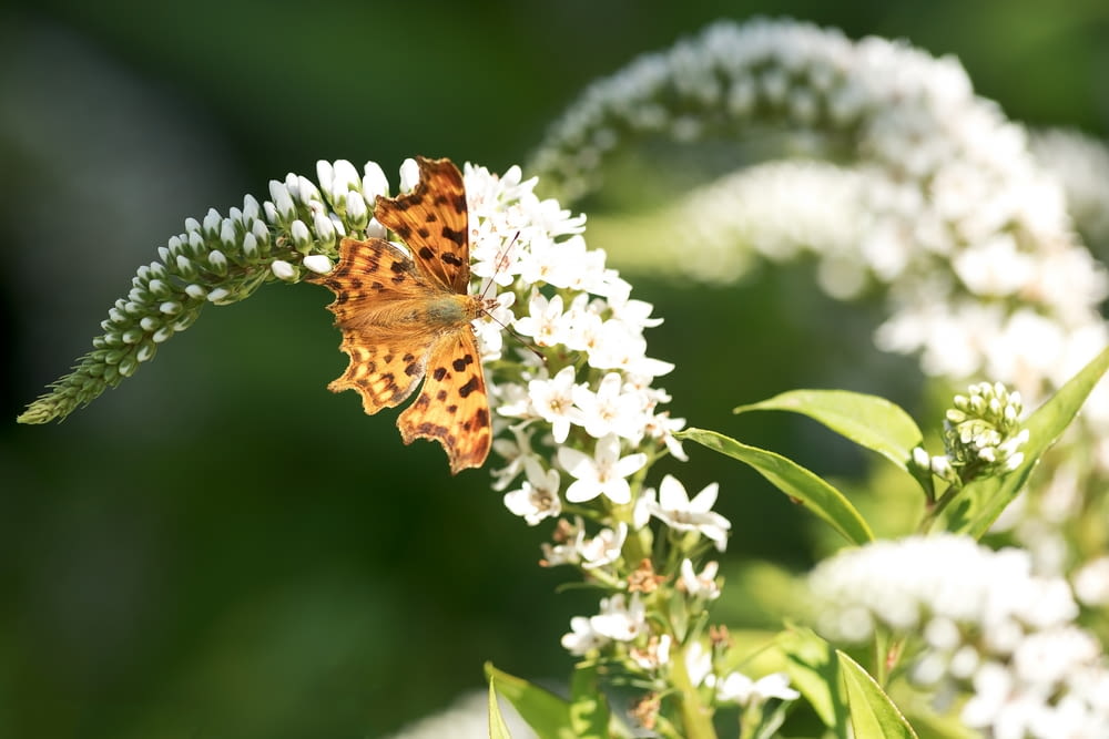 brown and black butterfly perched on white flower in close up photography during daytime