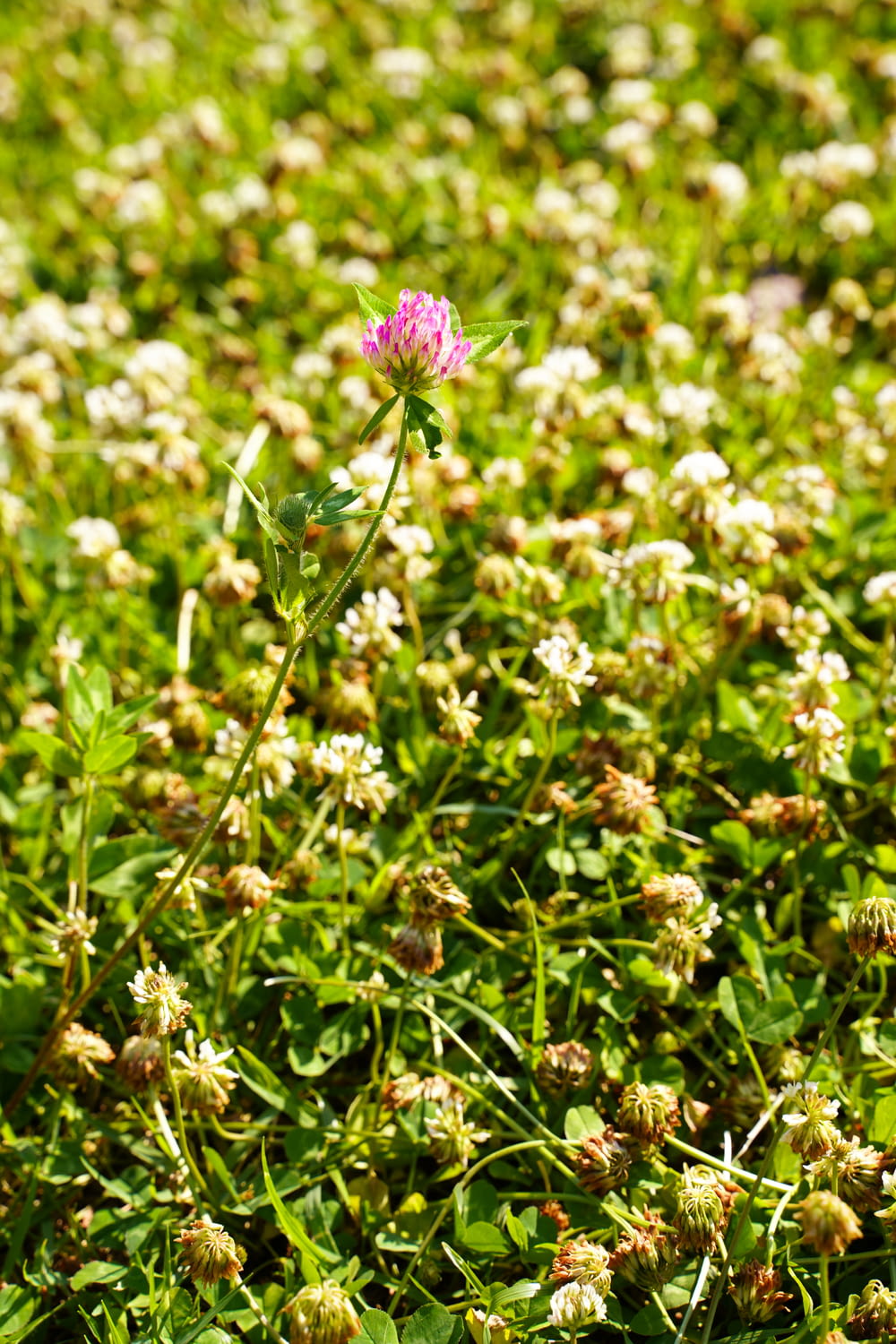 flor roxa na grama verde durante o dia