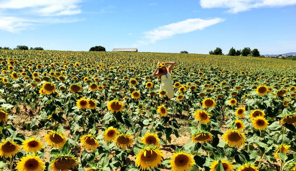 Frau in weißem Kleid tagsüber auf Sonnenblumenfeld stehend
