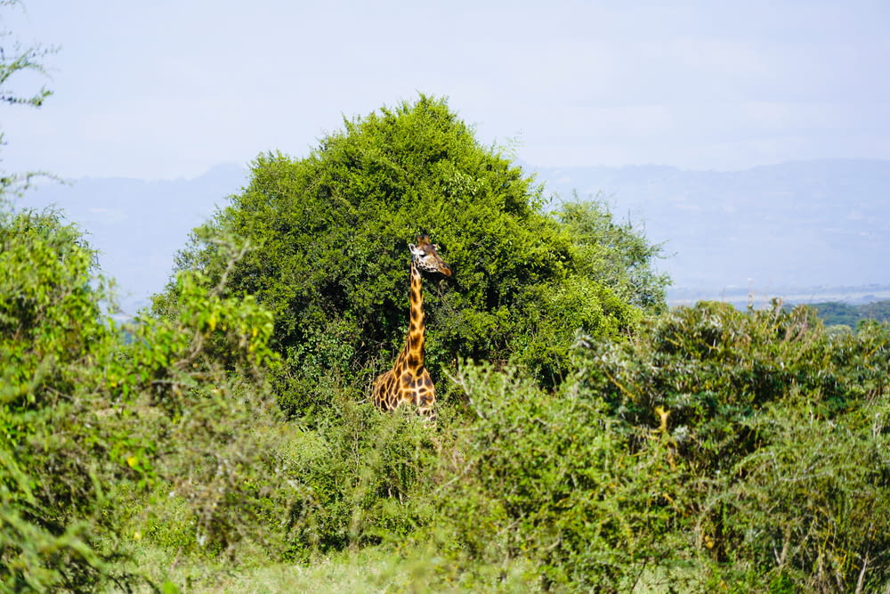 Giraffe tagsüber auf grünem Rasen