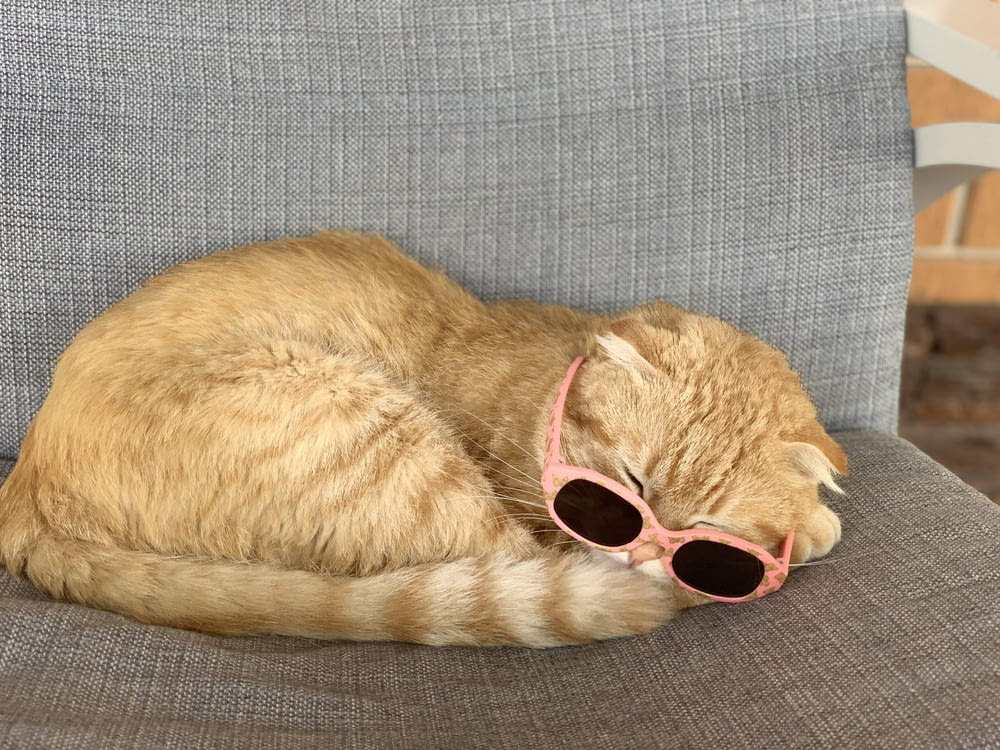 orange tabby cat lying on gray textile