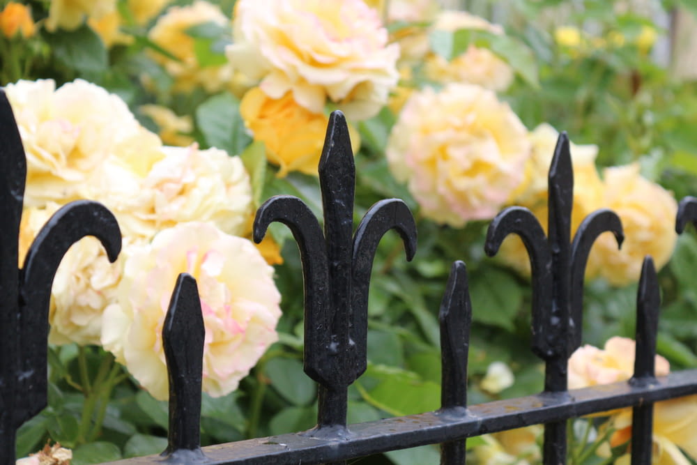 black metal fence with yellow flowers