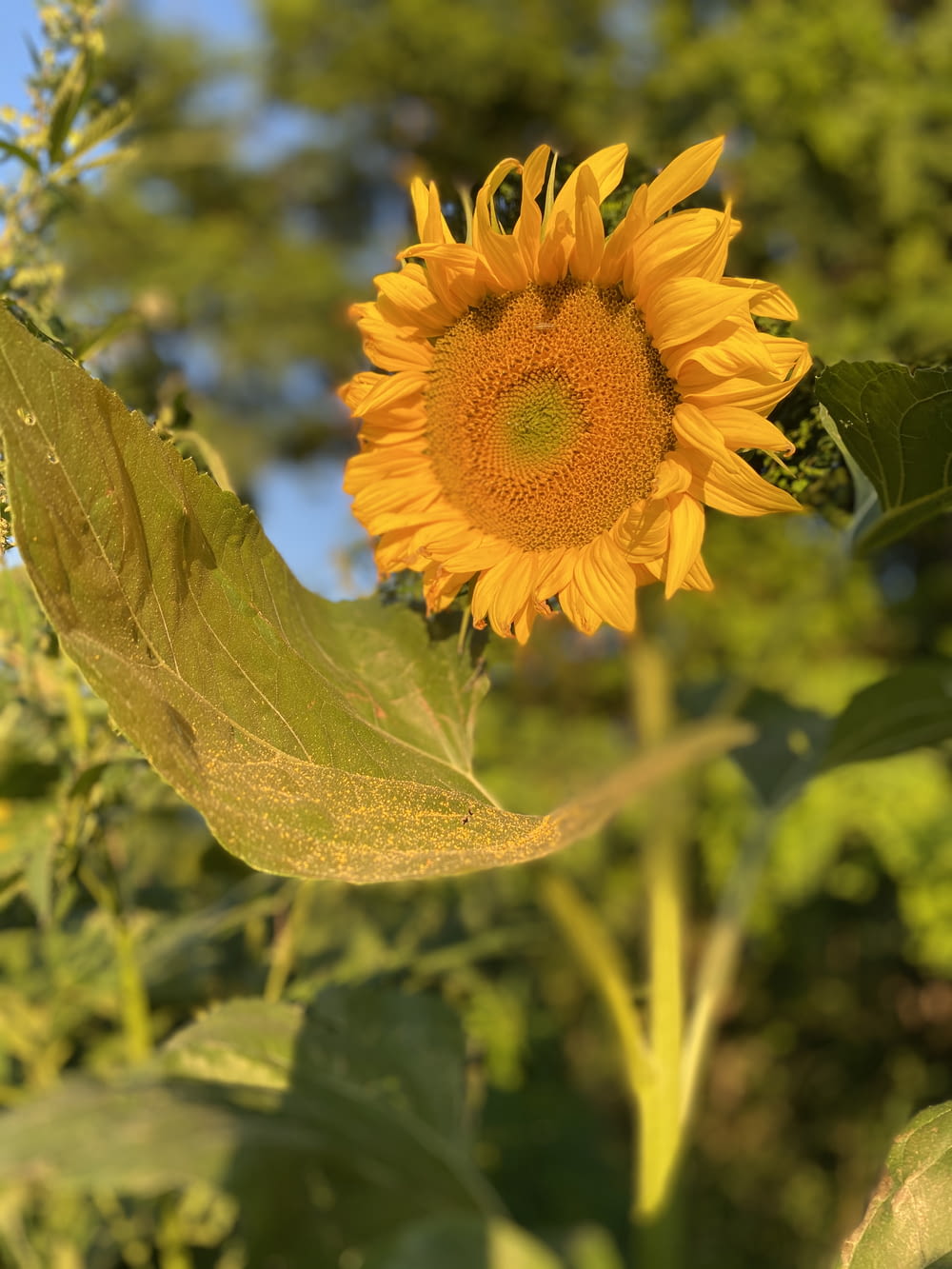 yellow sunflower in bloom during daytime