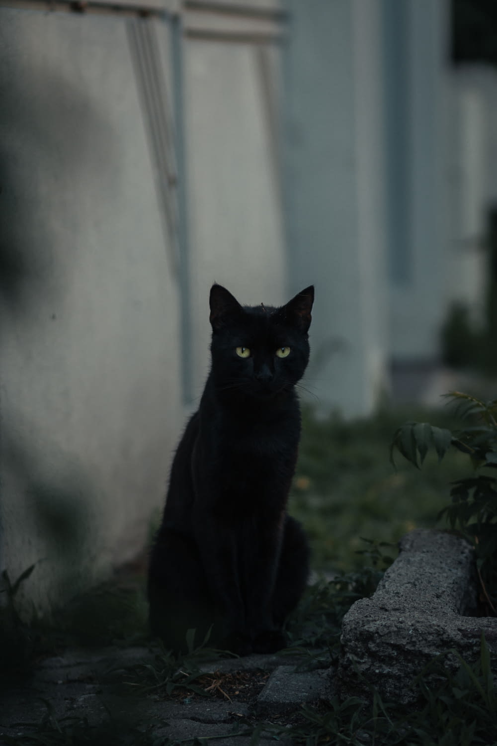 black cat on gray concrete wall