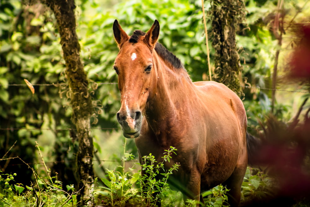brown horse standing on green grass during daytime