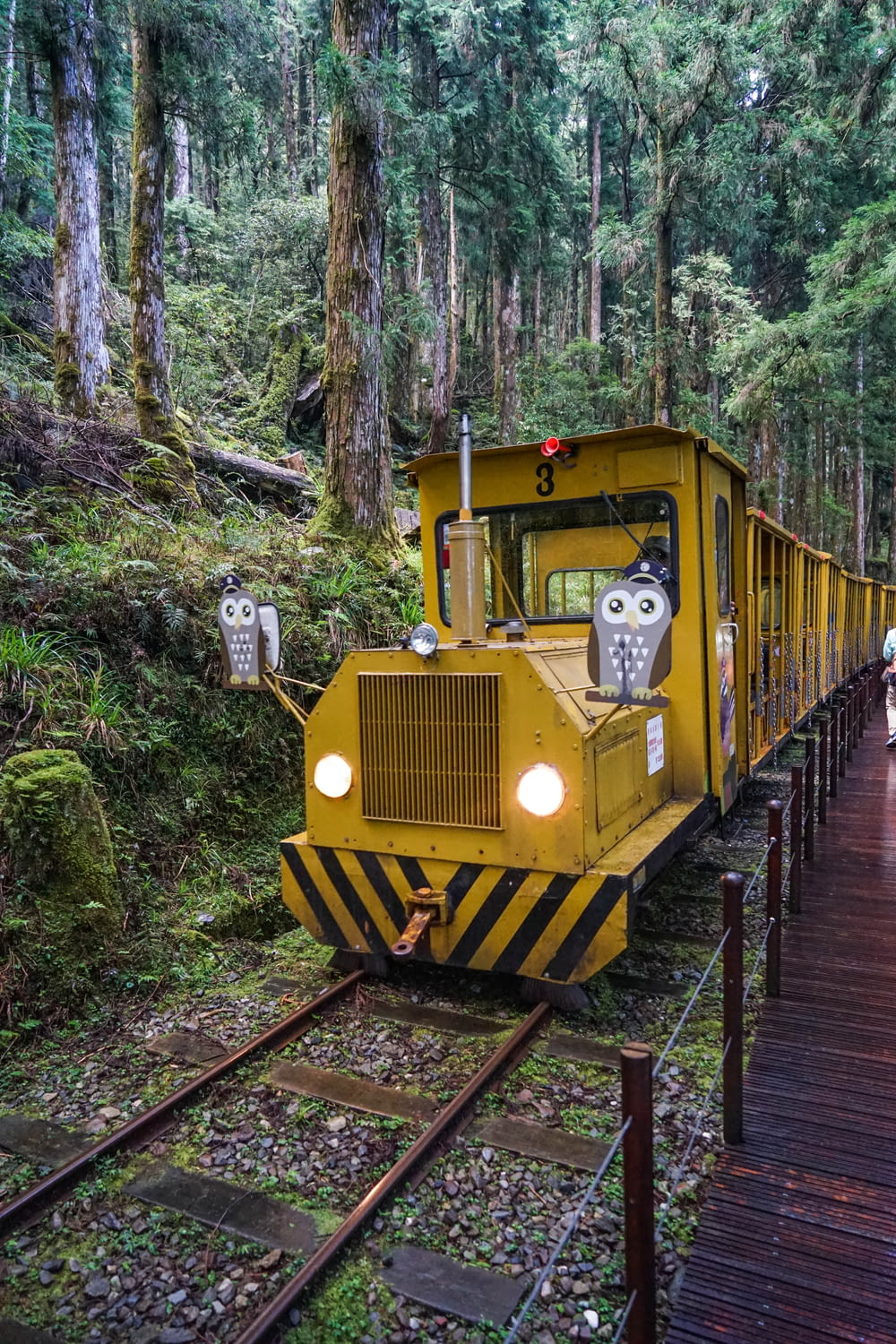 yellow train in the middle of the forest