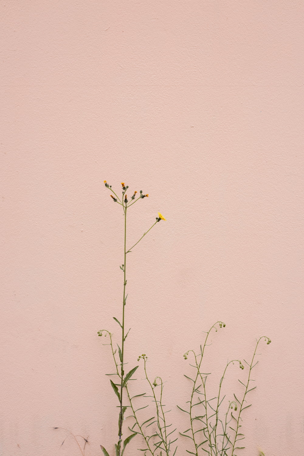 yellow flower on brown wall